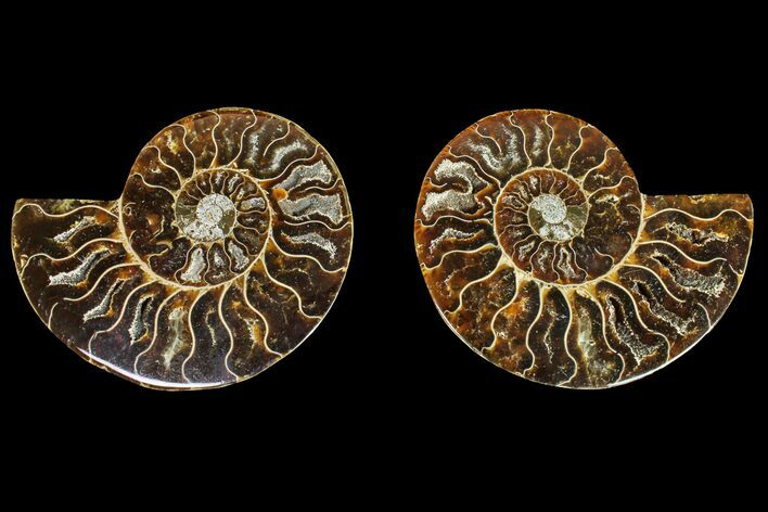 Agatized Ammonite Fossil - Madagascar #145981